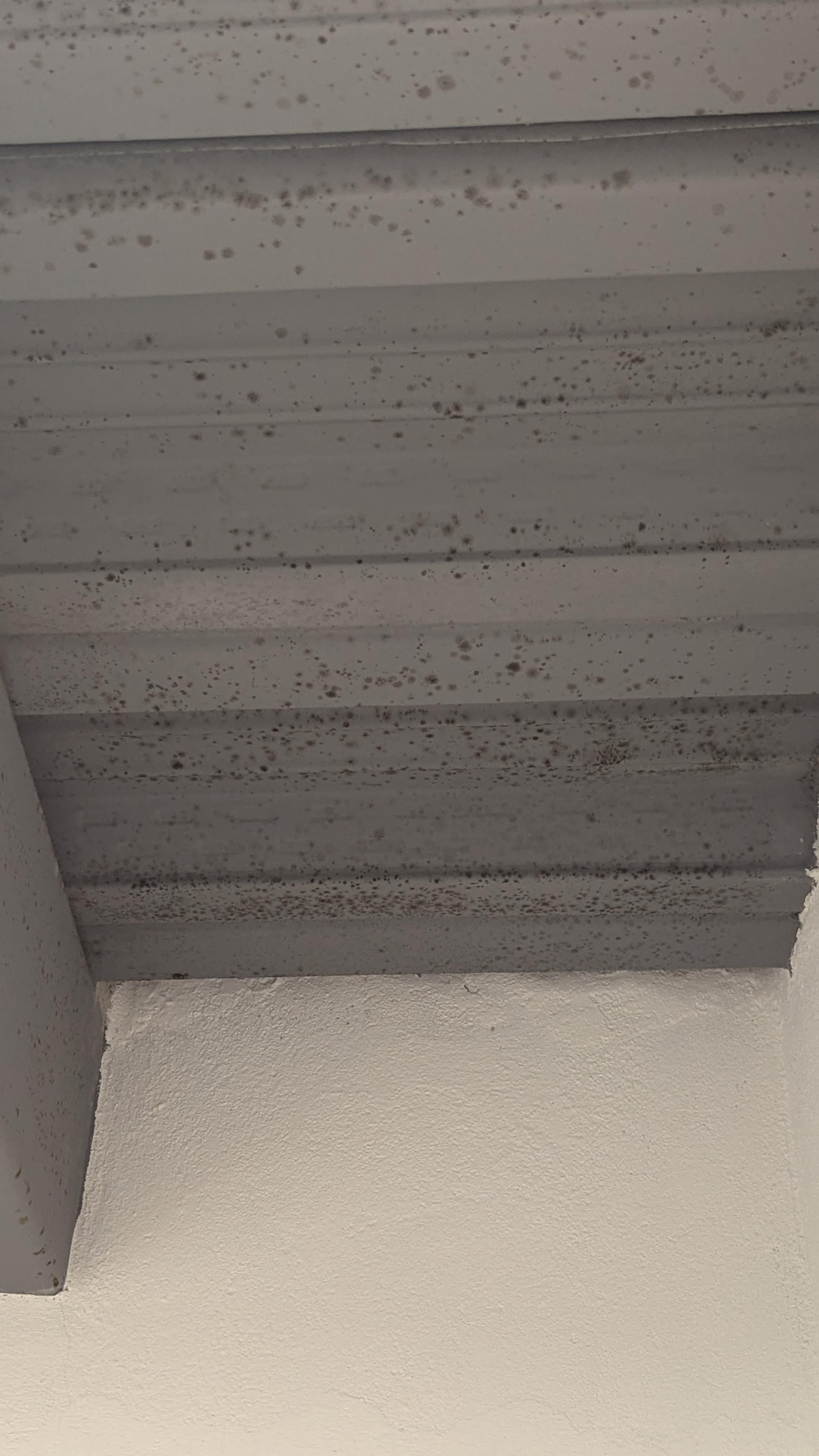 Black mold