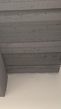 Black mold