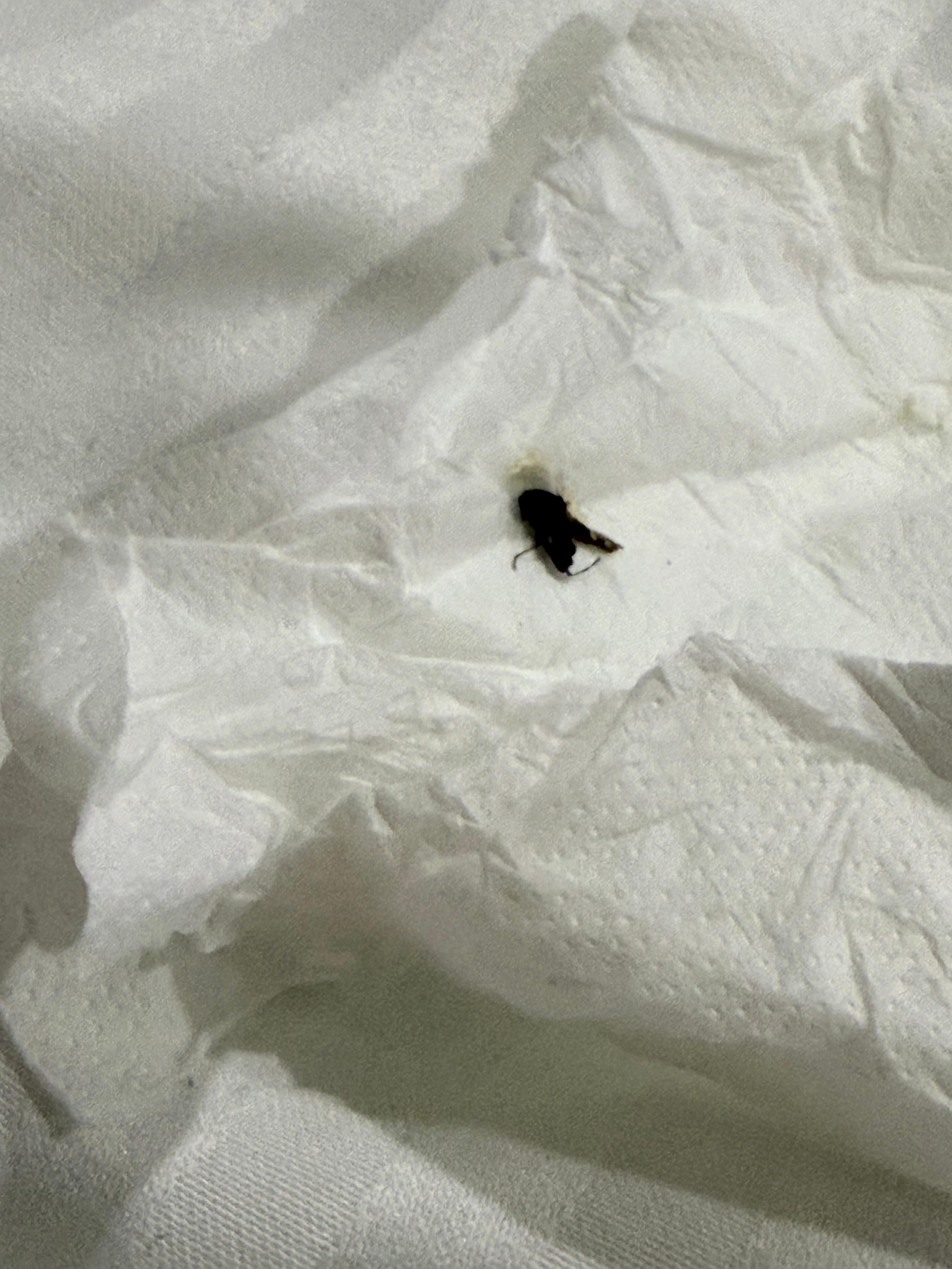 Cockroach/crawling insects on bed