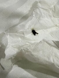 Cockroach/crawling insects on bed