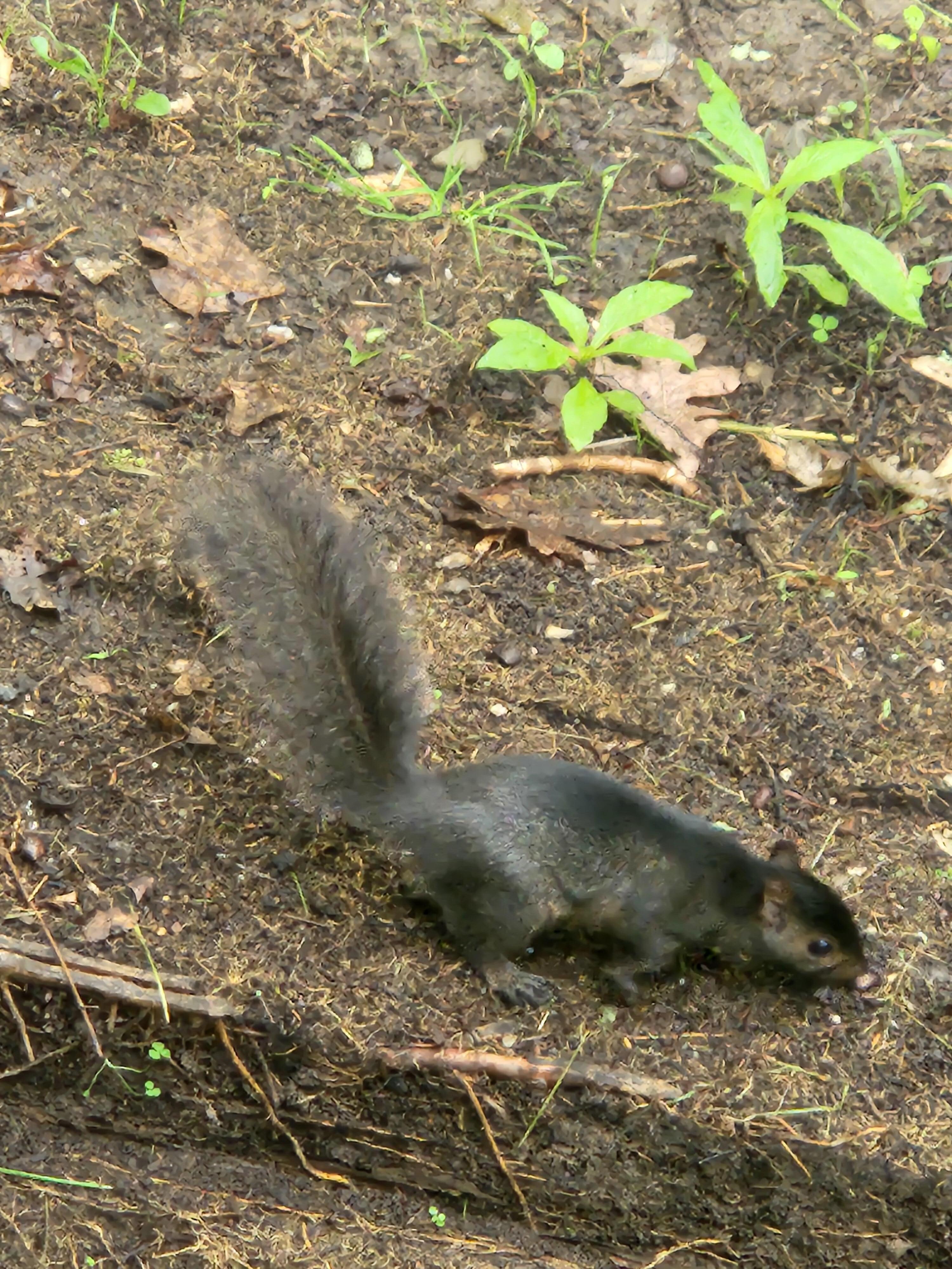 Black squirrel