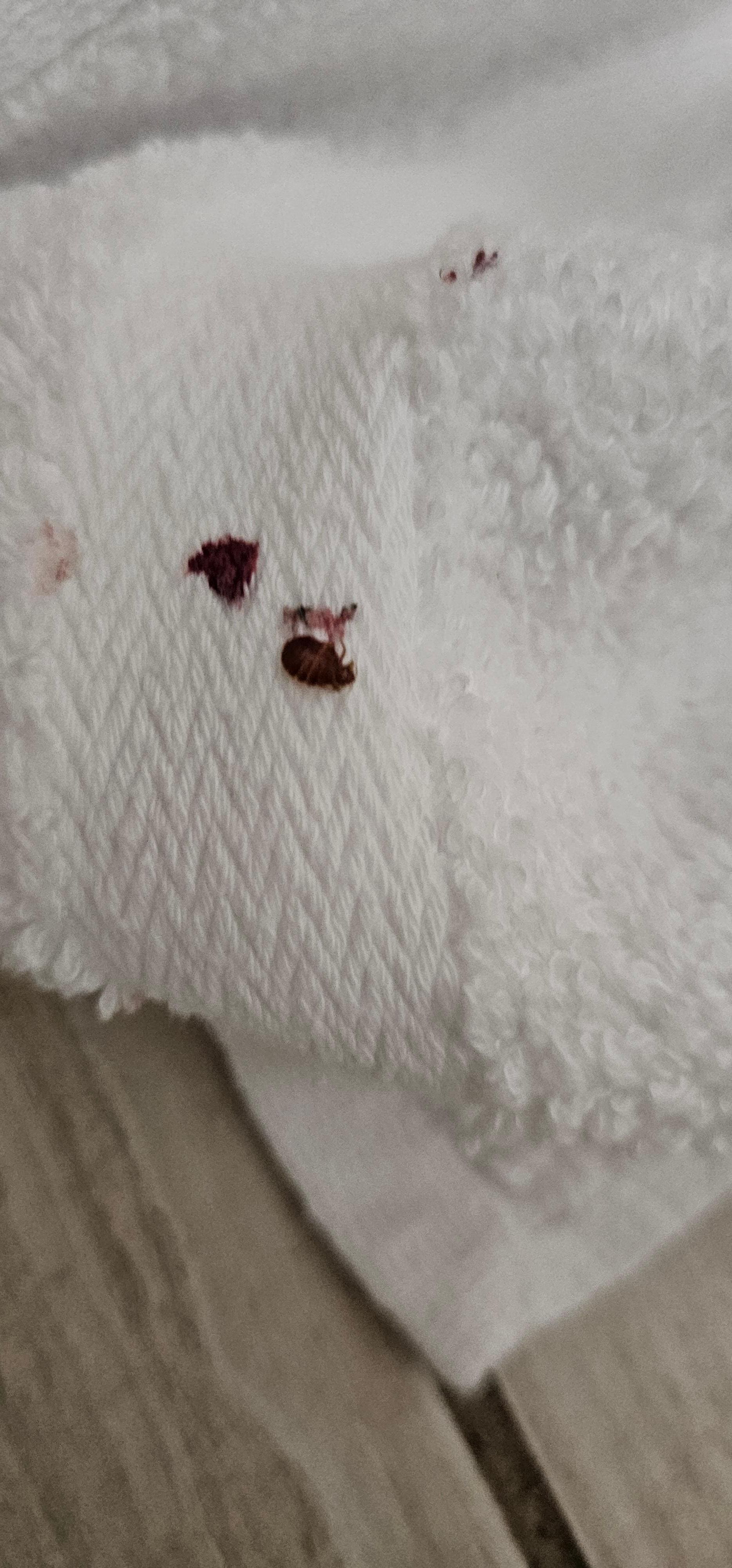 Bed bug on towel
