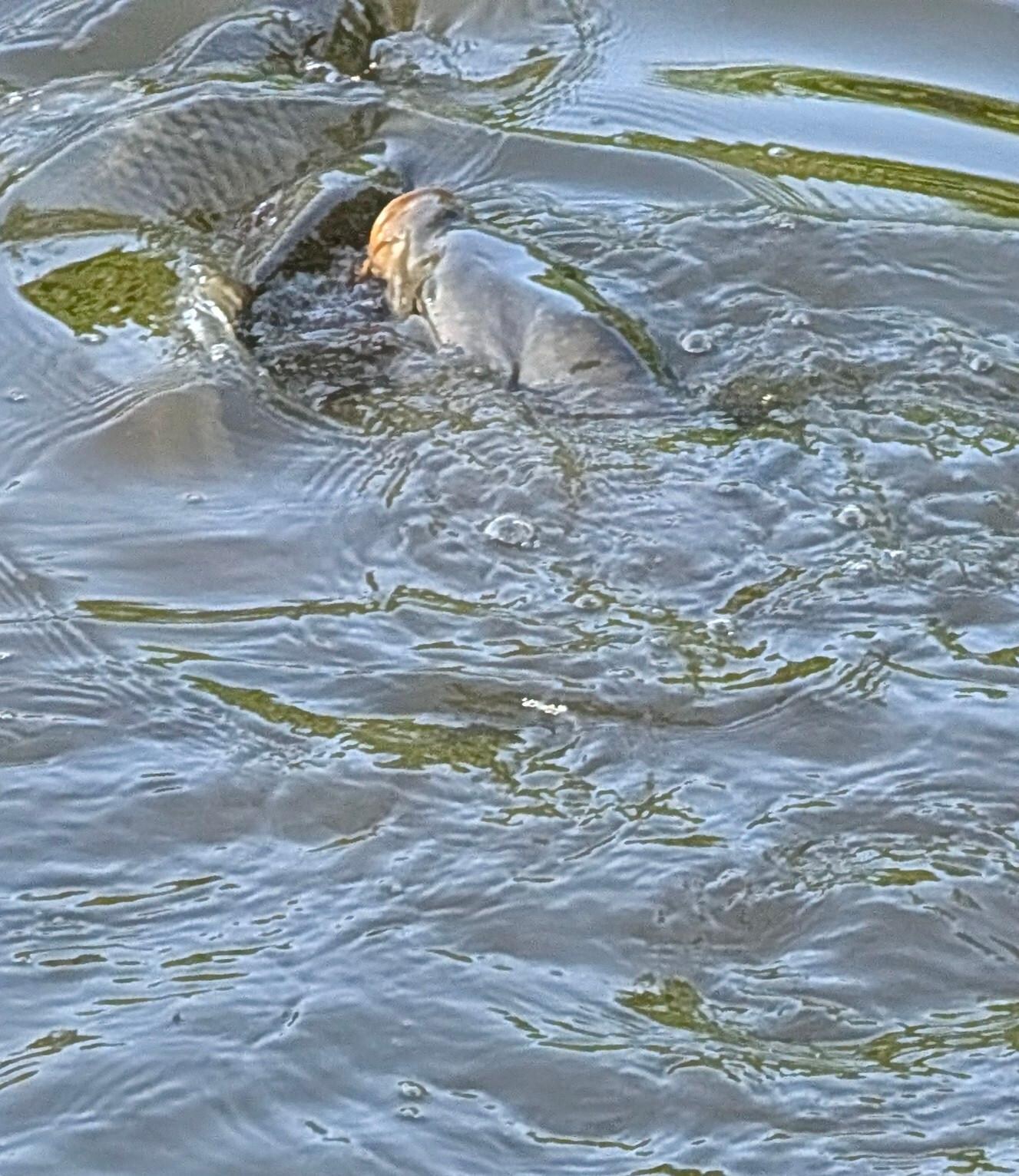 This is one of the many carp getting the food