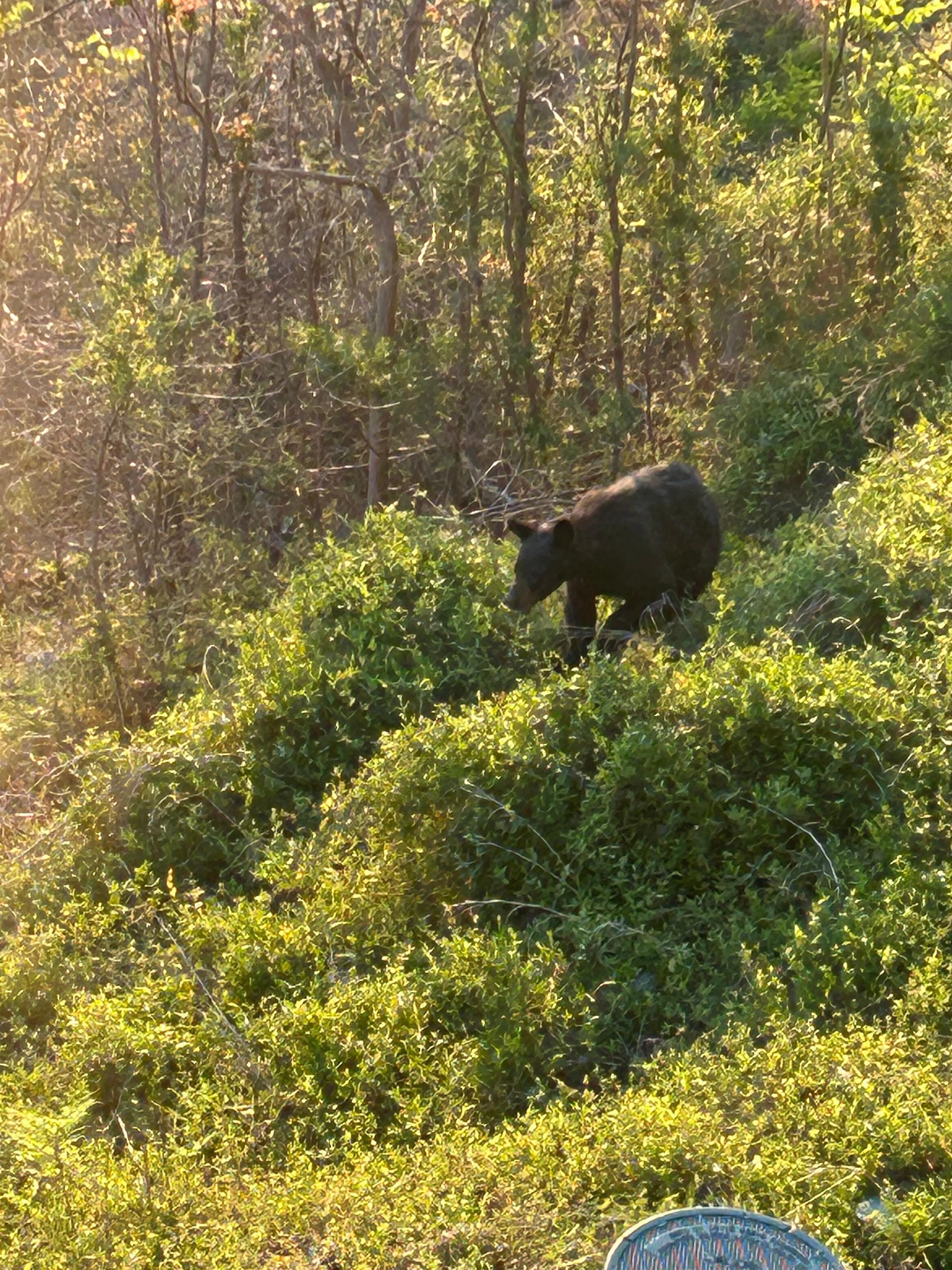 The bear below us and our neighbor. 
