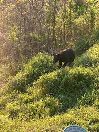 The bear below us and our neighbor.