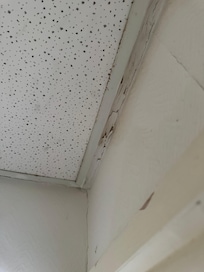 Black mold