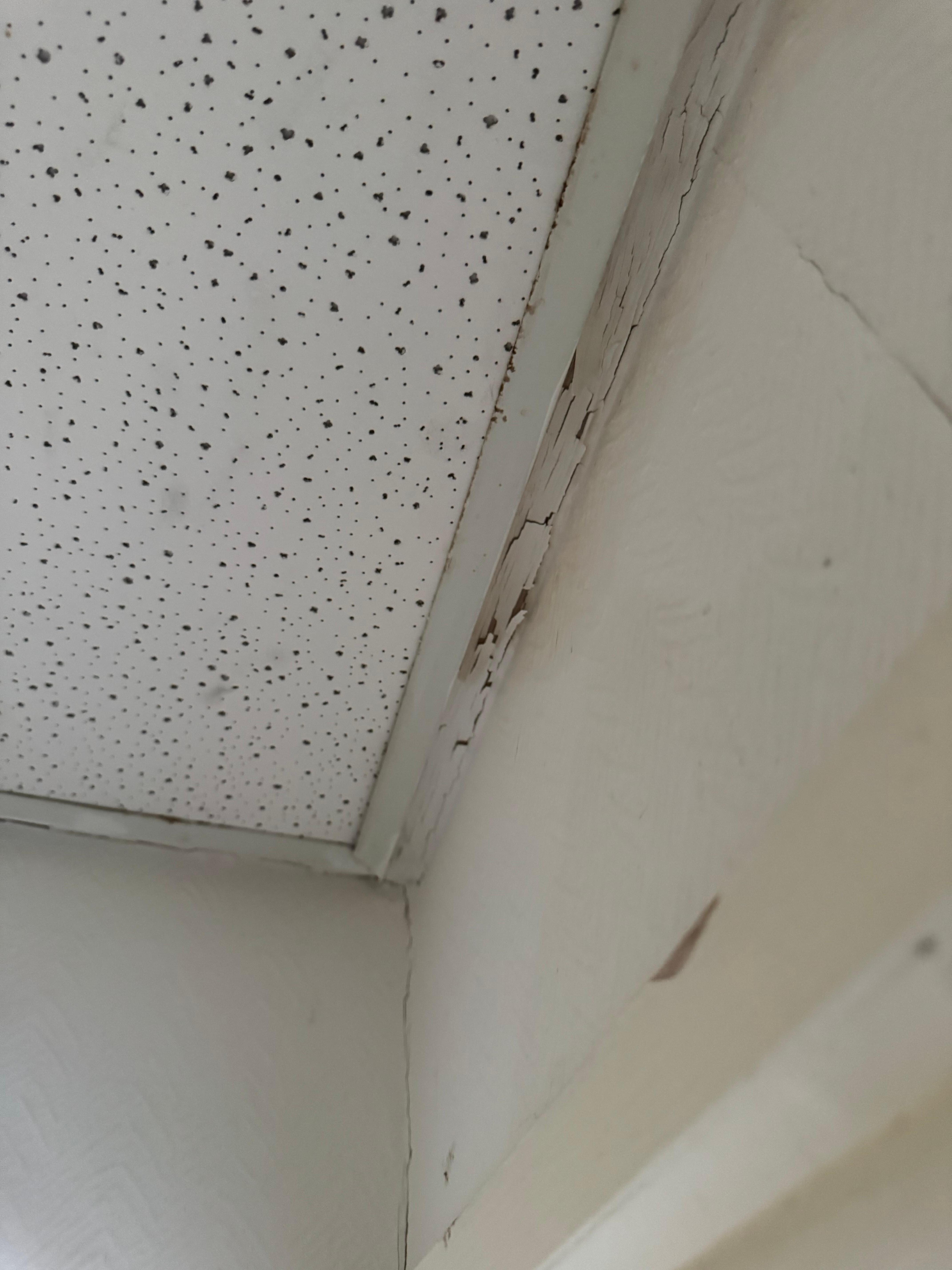 Black mold