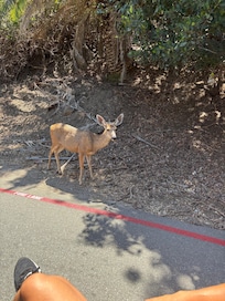 The deer are everywhere