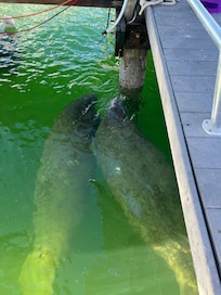 Manatee close by