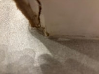 Black mold