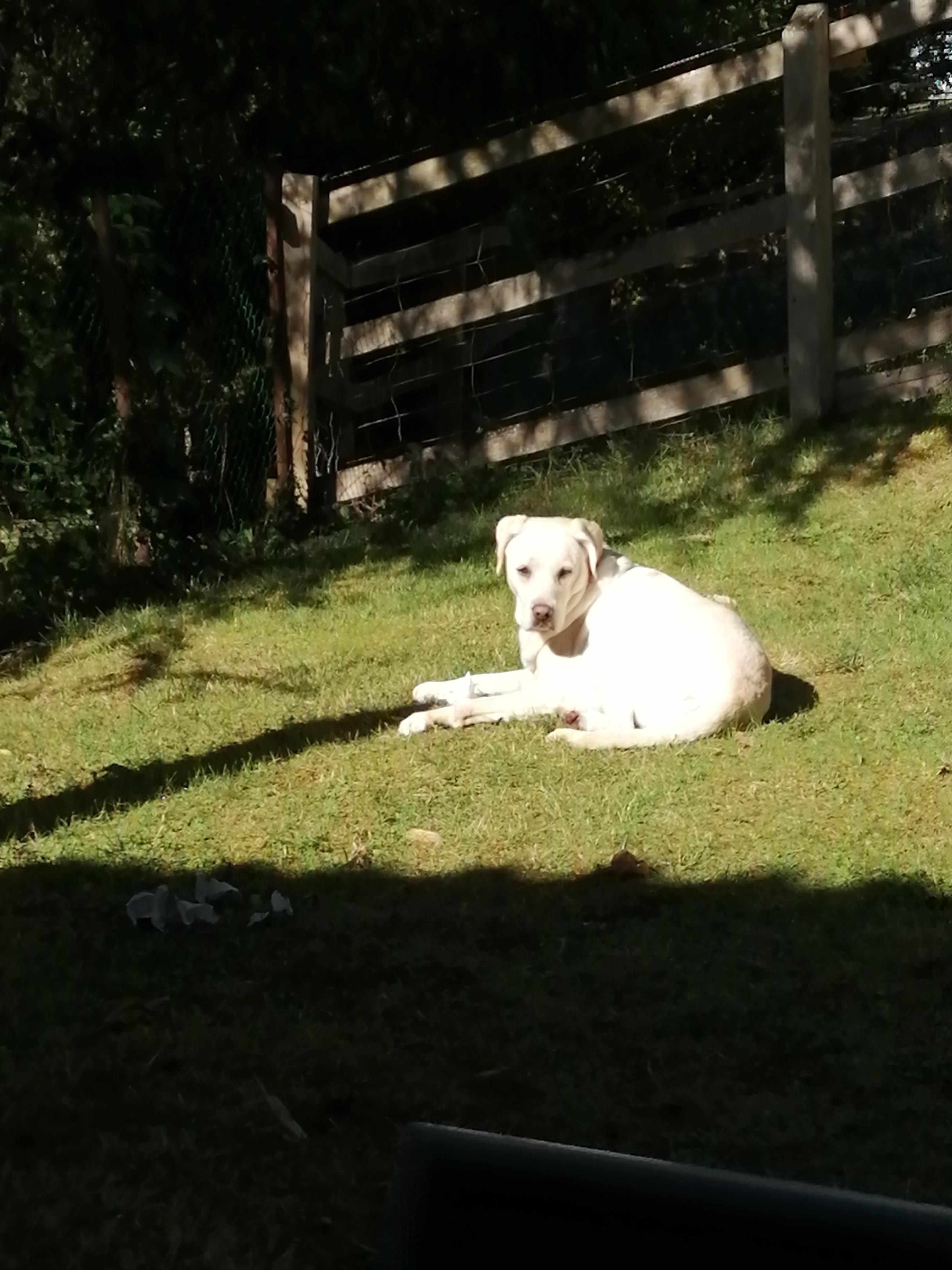 Pépite prend un bain de soleil ☀️☀️