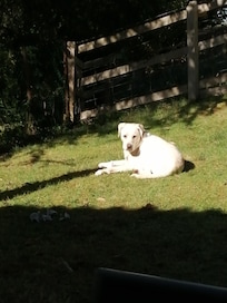 PĂ©pite prend un bain de soleil âïžâïž