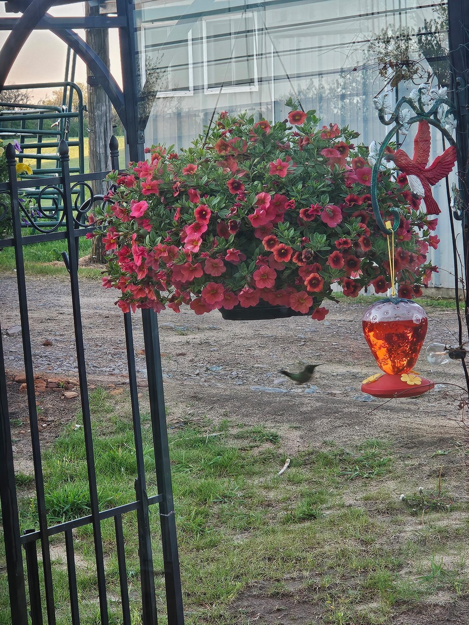 Hummingbird 