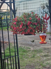 Hummingbird
