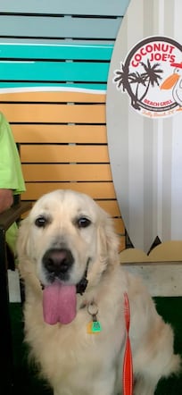 Our golden, Silas, loves the Love Shack and all the attention he got from the dog-friendly dining options.