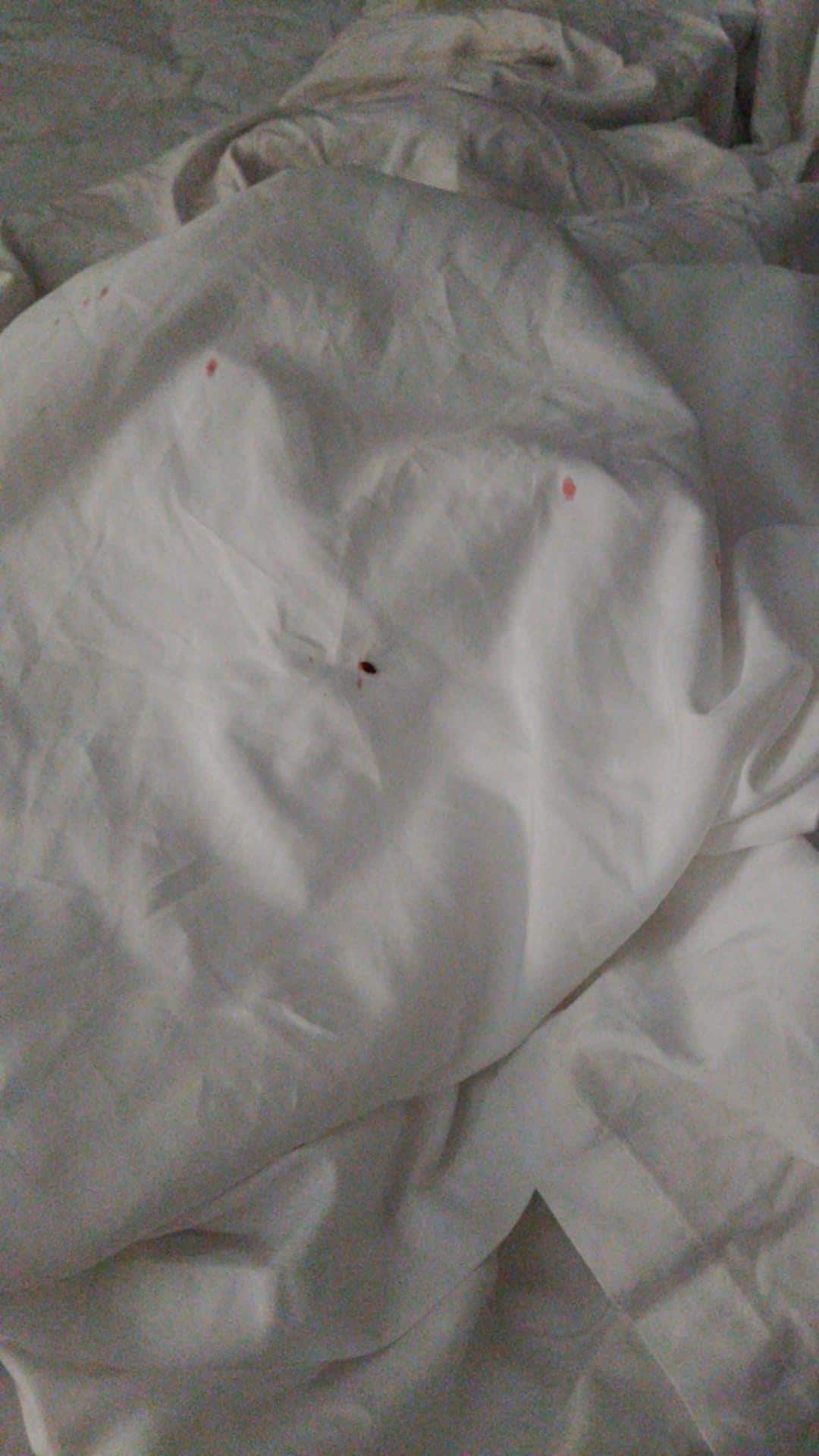 More bed bugs