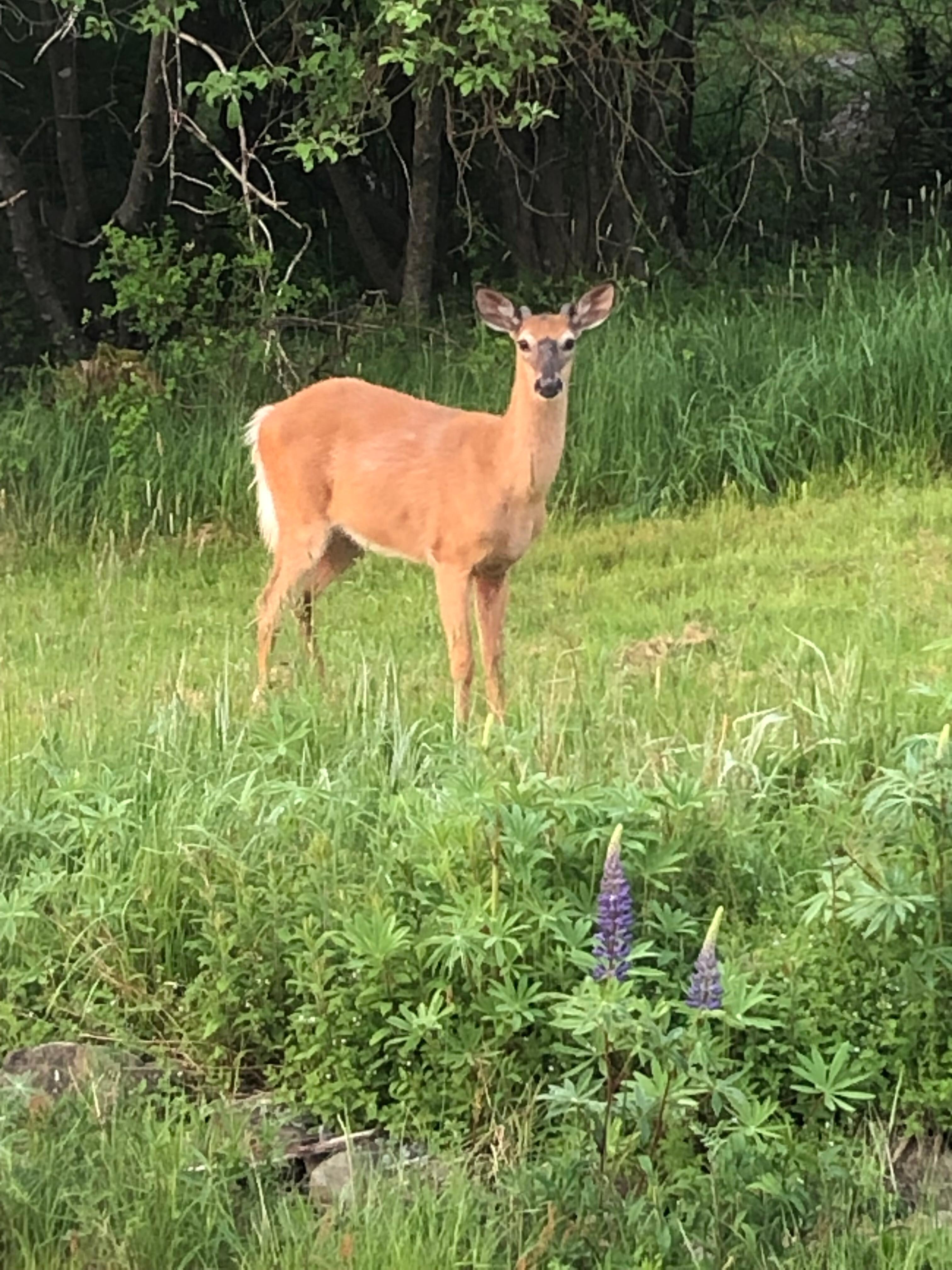 Deer friend on Knotting Hill property