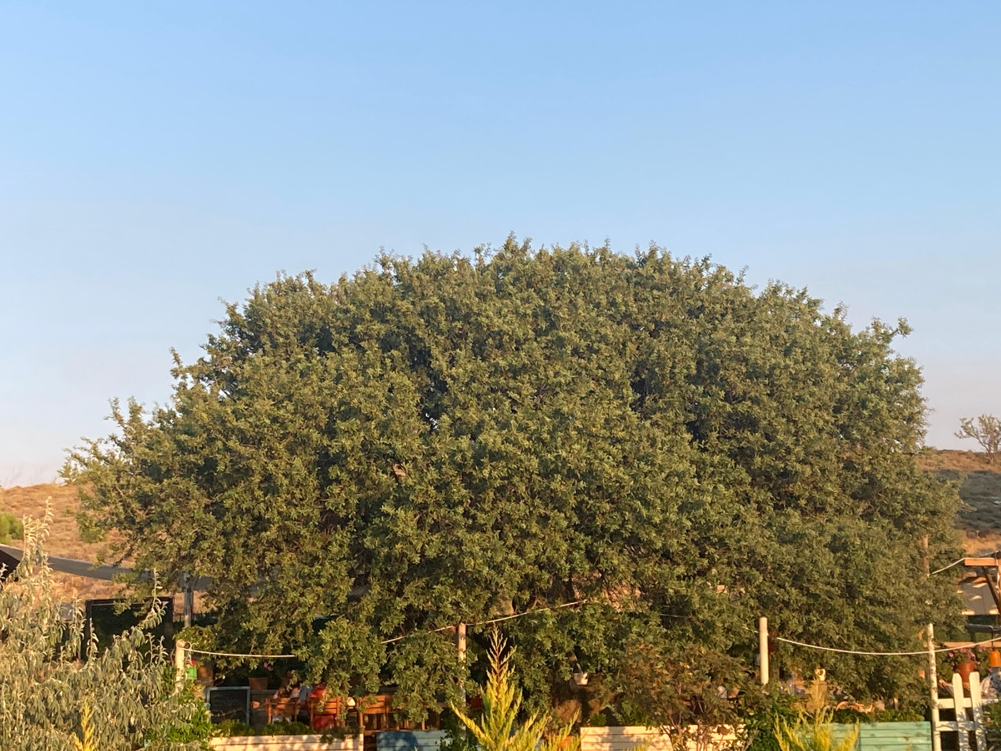 Laz Koyu Konuk evi meşhur Ahlat ağacı