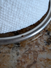 Cockroaches coming out of the paper towel holders.