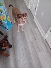 Even the dogs were happy