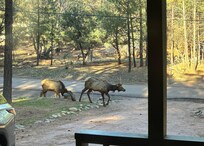 Elk grazing in and around the area.