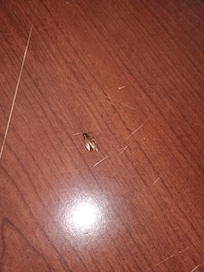 COCKROACHES