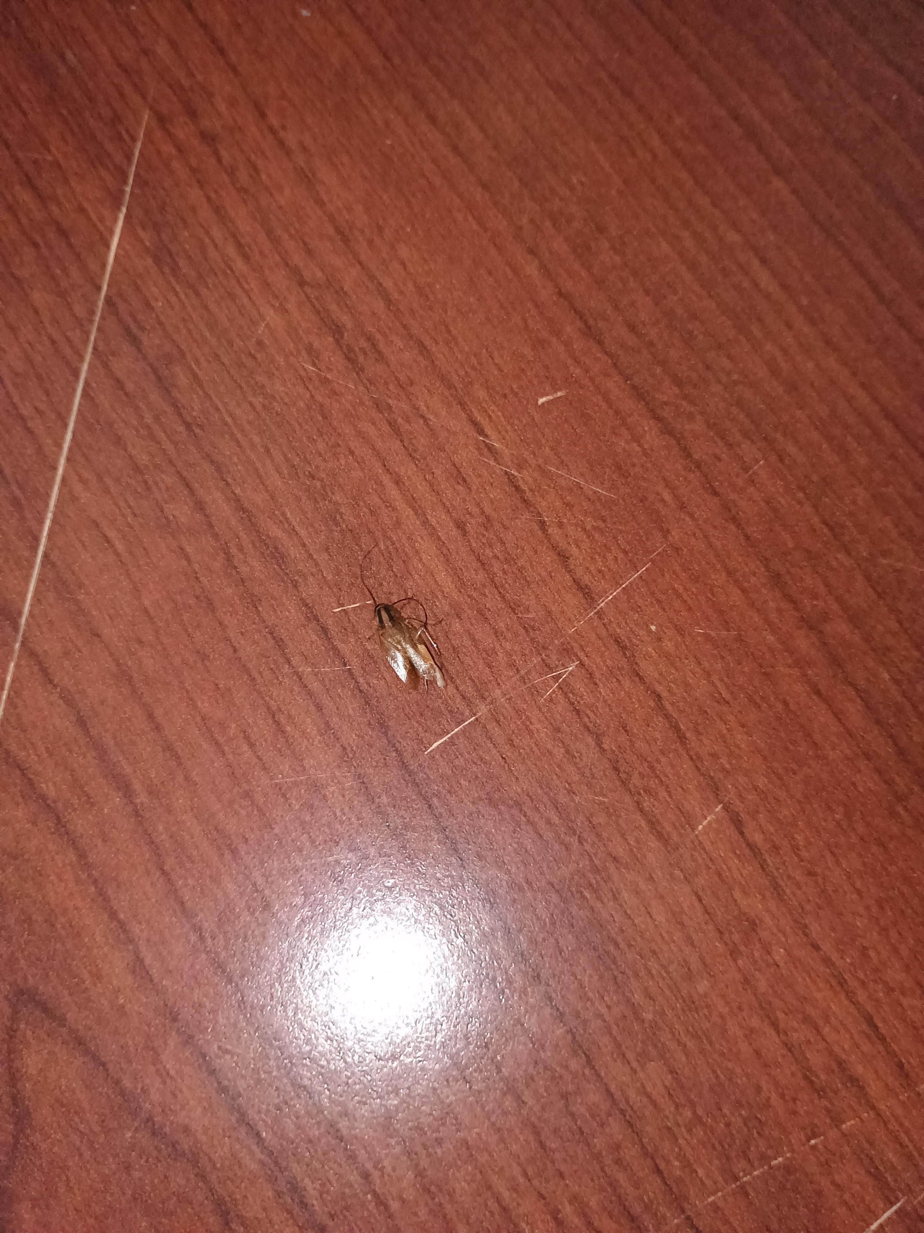 COCKROACHES