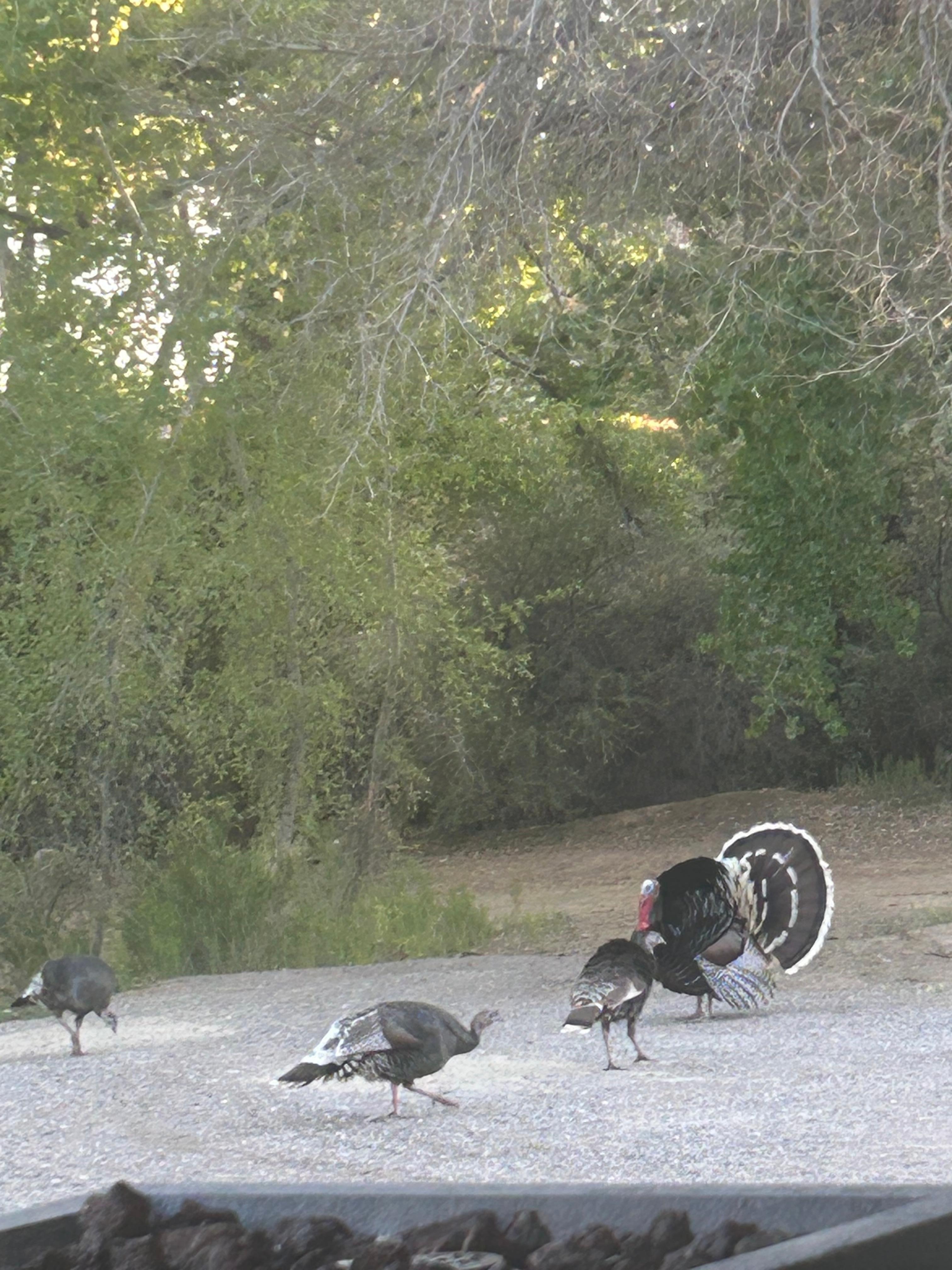Turkeys from front deck