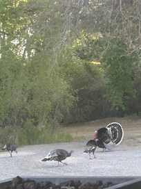 Turkeys from front deck