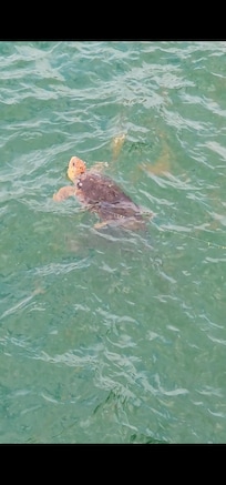 Beautiful sea life at the pier.