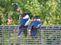Colorful black-billed magpies