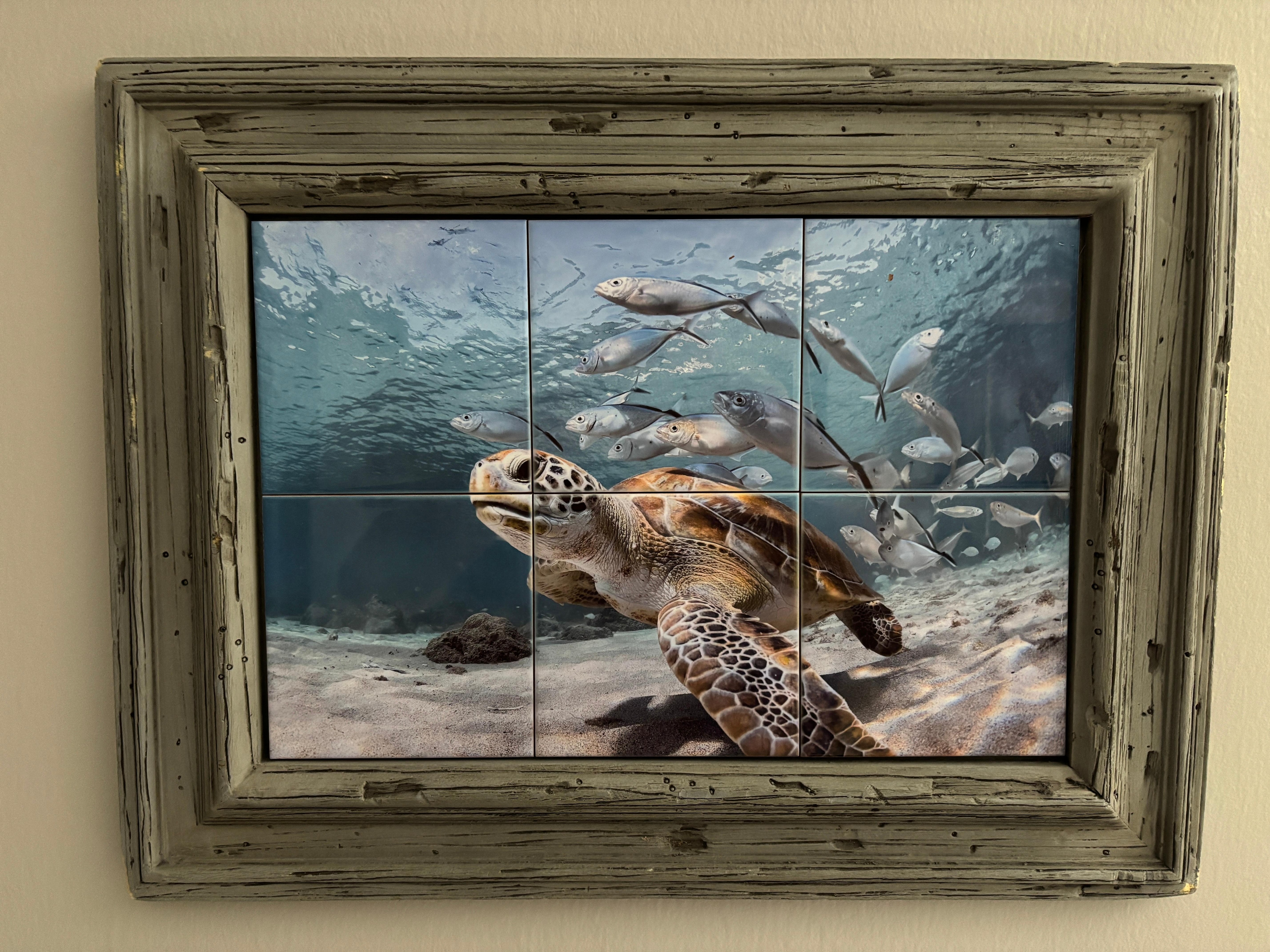 A photo inside the house. My nickname is Turtle so I love everything turtles!