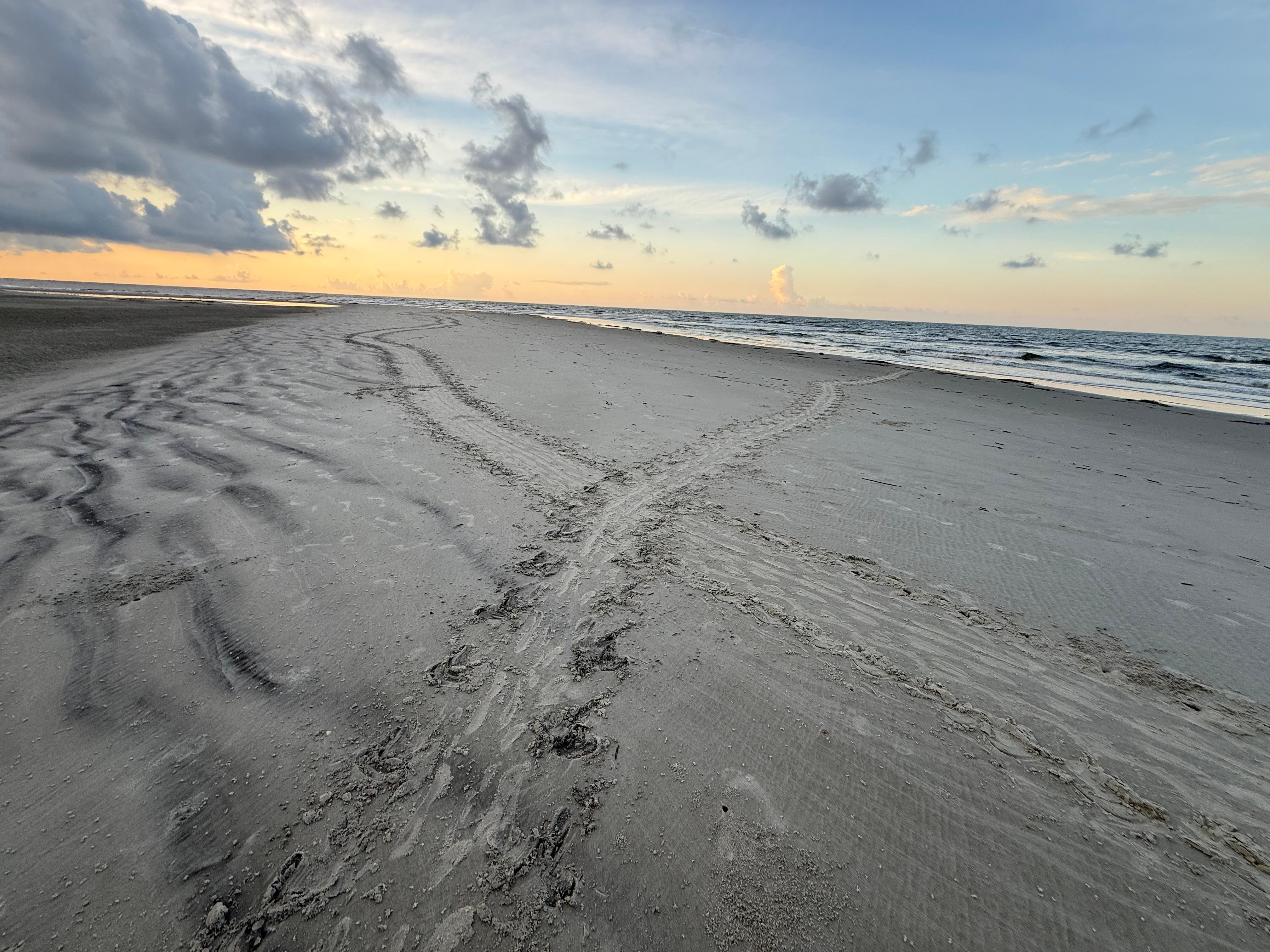 Turtle tracks from a busy night! 