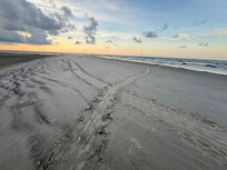 Turtle tracks from a busy night!