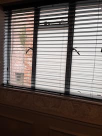 Blinds no curtains one window panel didn’t have window film on and outside was full of weeds and rubbish