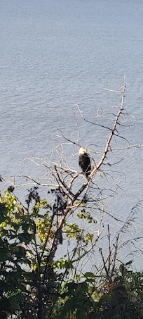 bald eagle from coastal trail