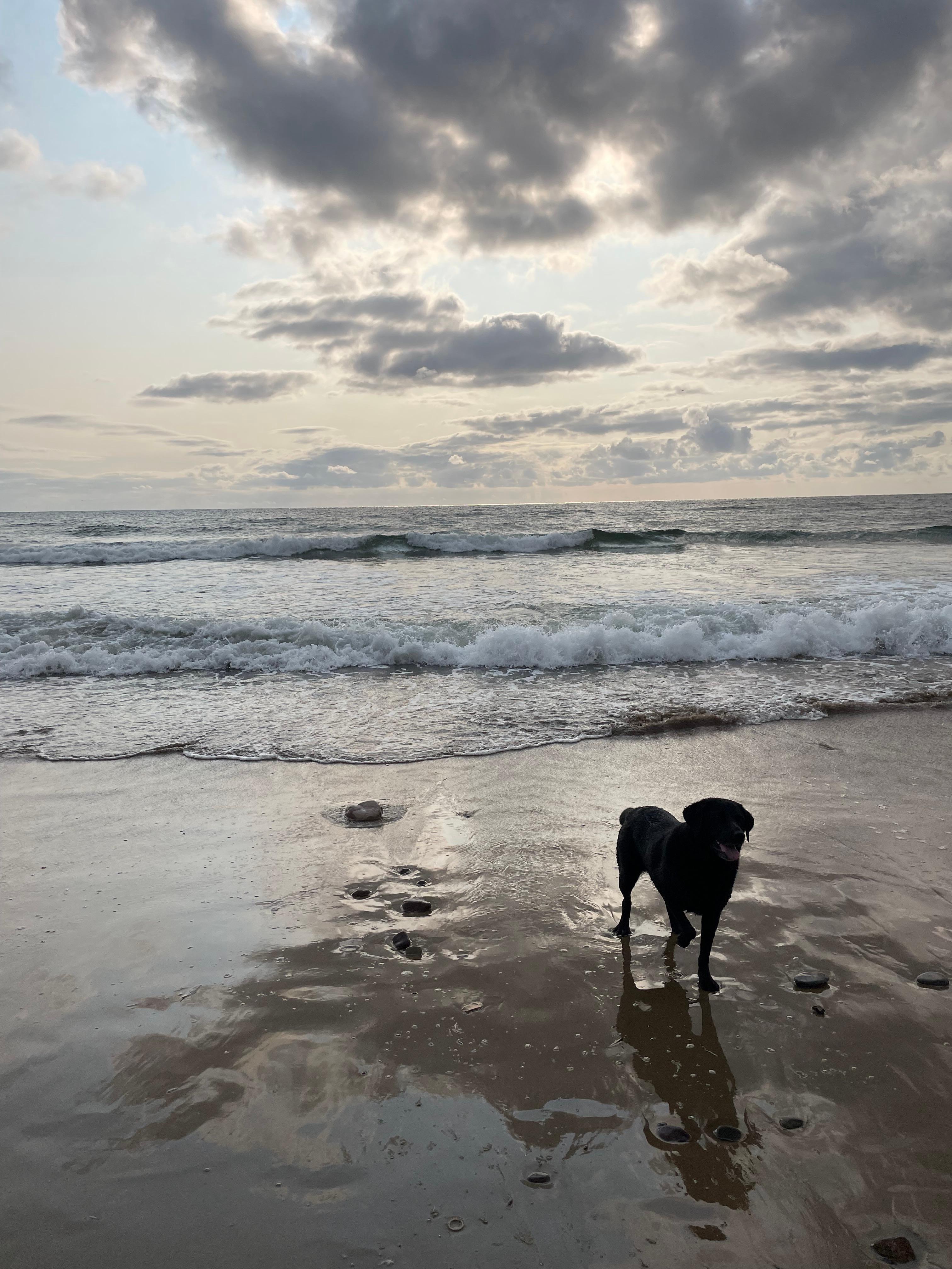 Just one more swim 🐾