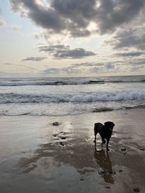 Just one more swim 🐾