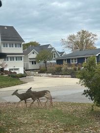Deer crossing the front yard