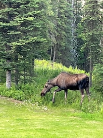 Another photo of a moose on our trip the next night.
