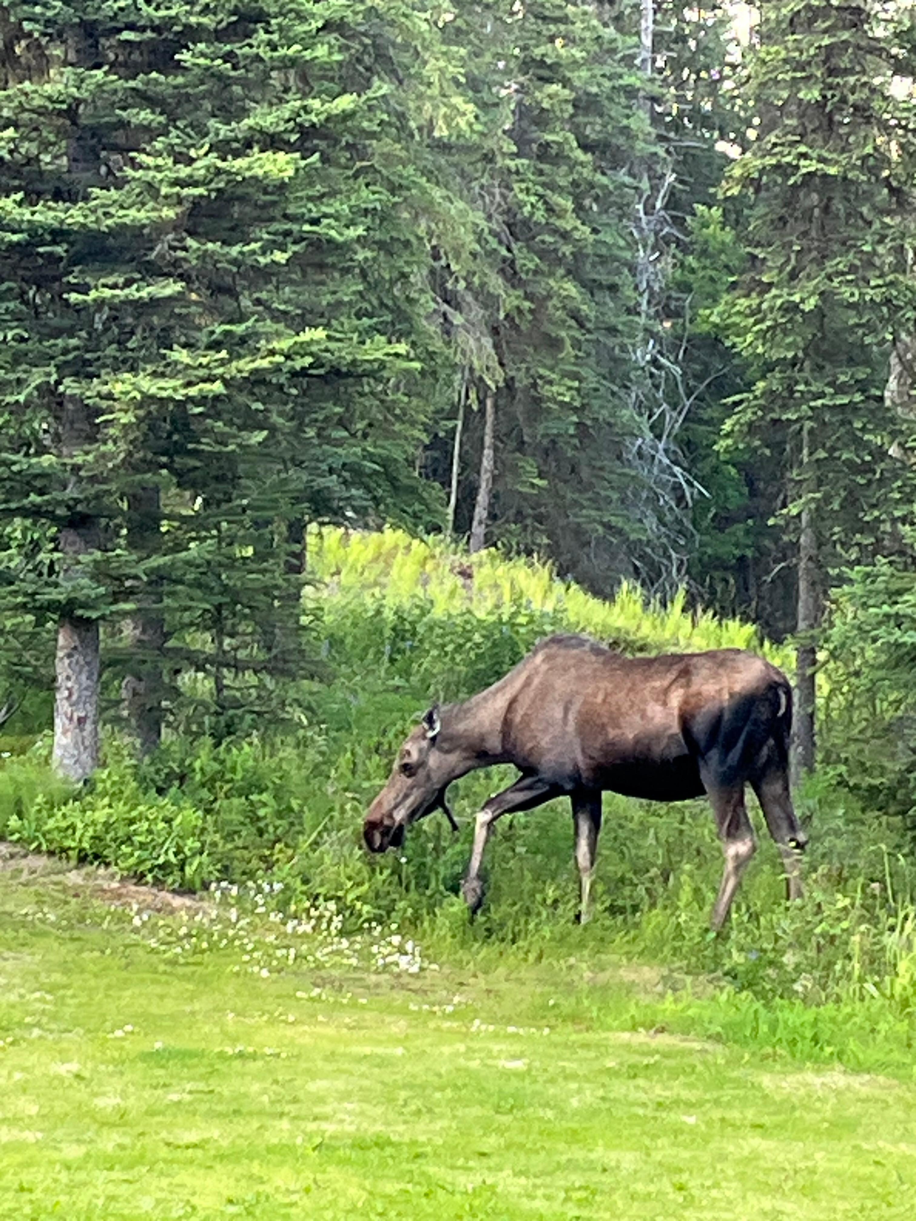 Another photo of a moose on our trip the next night.