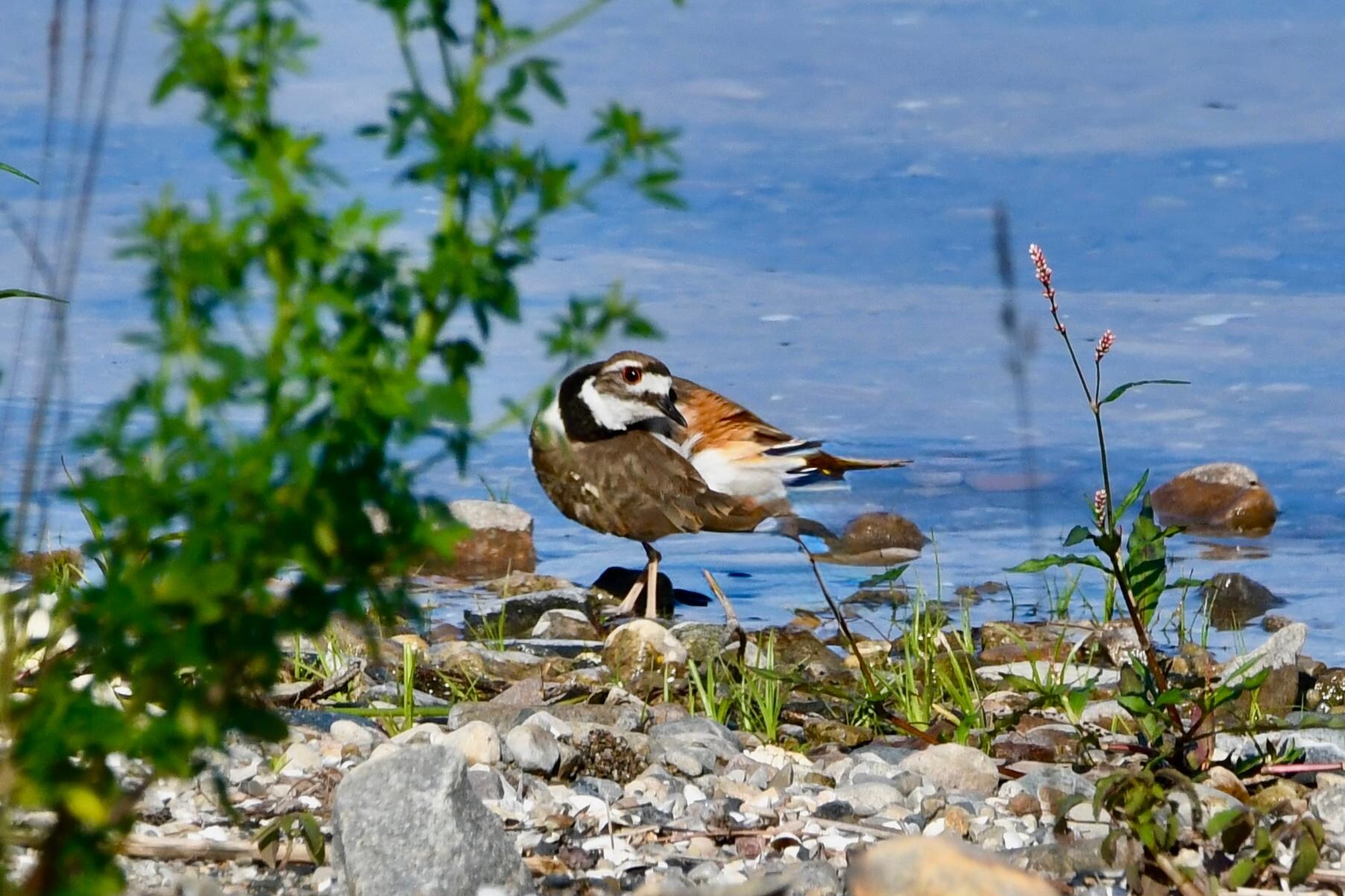 Killdear visiting the shoreline in front of the cottage