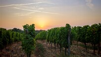 Coucher de soleil sur les hauteurs de Monbazillac