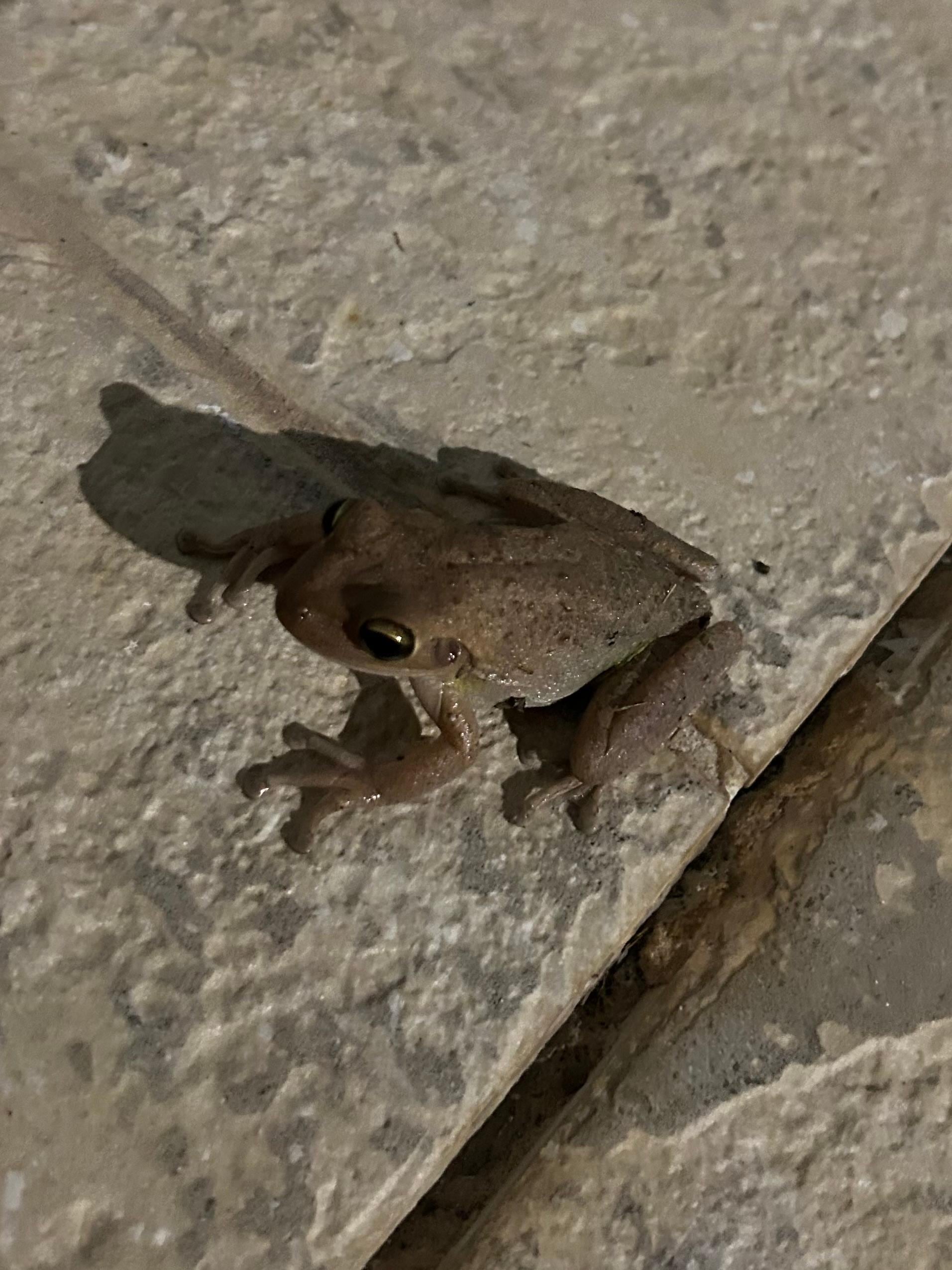 Coqui 🏝️🌊❤️