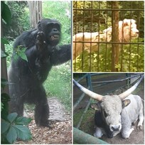 ein kleiner Teil der Zootiere