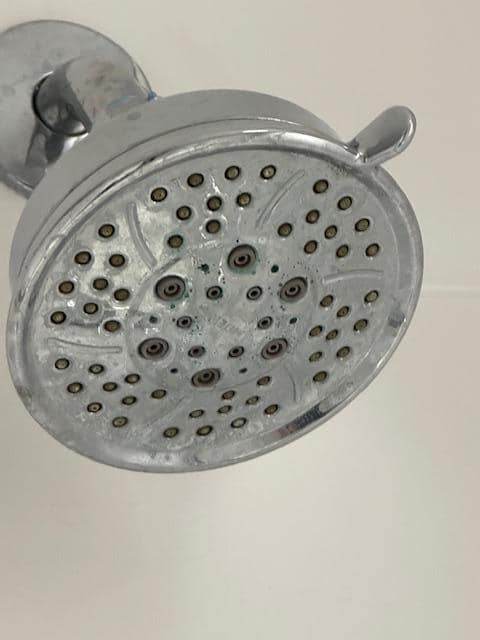 Calcified shower head