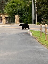 Bear down by the pool