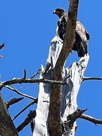 We found an inlet with some eagles to hang out with!