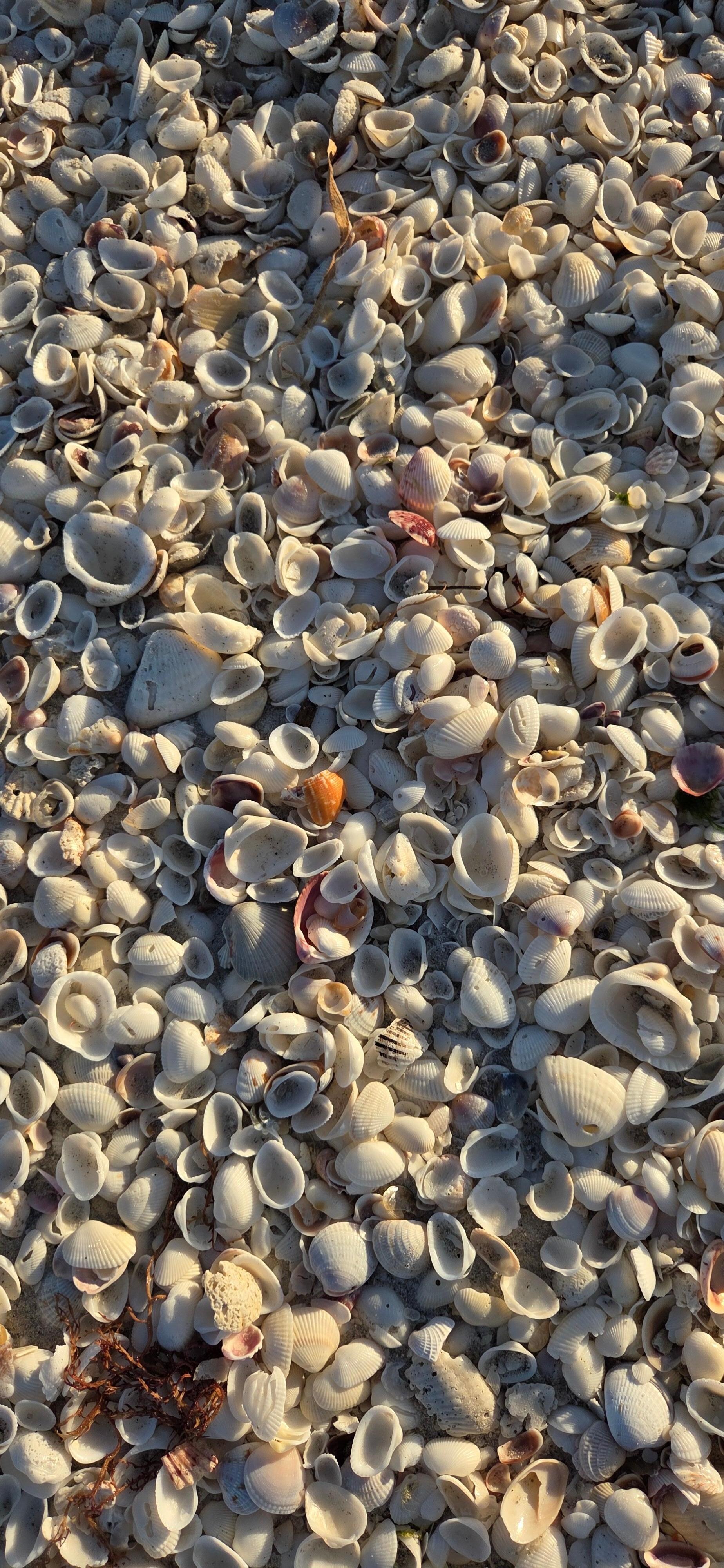 Shells at Sandalfoot shoreline