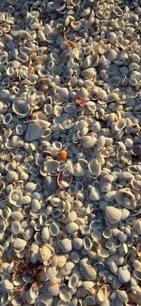 Shells at Sandalfoot shoreline